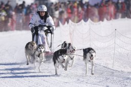 Lenk 2013
